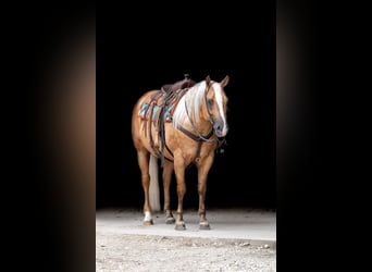 American Quarter Horse, Ruin, 6 Jaar, 155 cm, Palomino