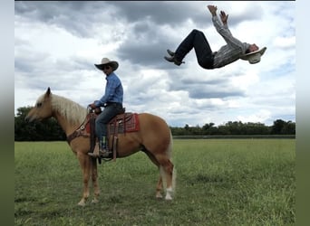 American Quarter Horse, Ruin, 6 Jaar, 155 cm, Palomino