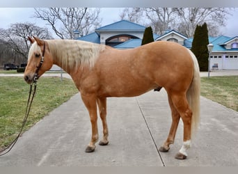 American Quarter Horse, Ruin, 6 Jaar, 155 cm, Palomino