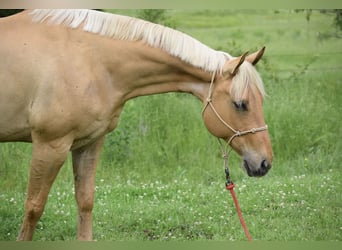 American Quarter Horse, Ruin, 6 Jaar, 155 cm, Palomino