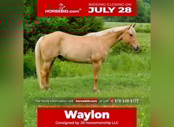 American Quarter Horse, Ruin, 6 Jaar, 155 cm, Palomino