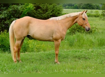 American Quarter Horse, Ruin, 6 Jaar, 155 cm, Palomino
