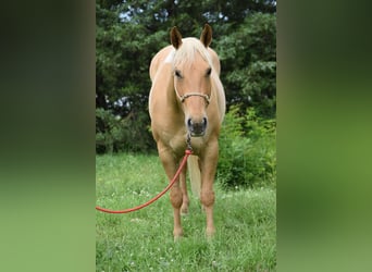 American Quarter Horse, Ruin, 6 Jaar, 155 cm, Palomino