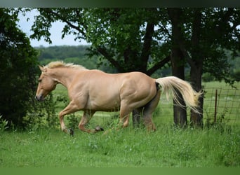 American Quarter Horse, Ruin, 6 Jaar, 155 cm, Palomino