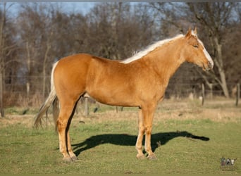 American Quarter Horse, Ruin, 6 Jaar, 155 cm, Palomino