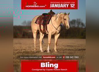 American Quarter Horse, Ruin, 6 Jaar, 155 cm