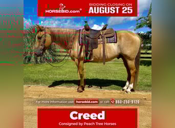 American Quarter Horse, Ruin, 6 Jaar, 155 cm, Red Dun