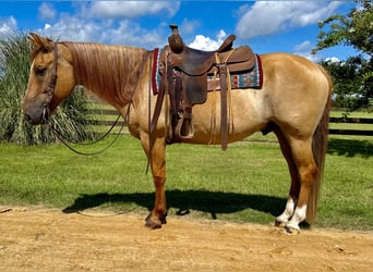 American Quarter Horse, Ruin, 6 Jaar, 155 cm, Red Dun