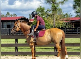 American Quarter Horse, Ruin, 6 Jaar, 155 cm, Red Dun