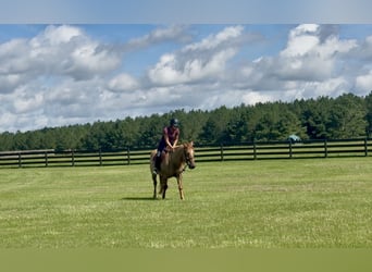 American Quarter Horse, Ruin, 6 Jaar, 155 cm, Red Dun