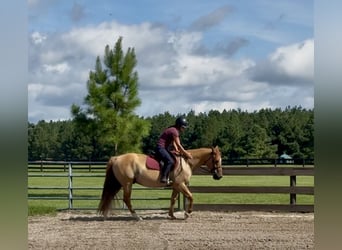 American Quarter Horse, Ruin, 6 Jaar, 155 cm, Red Dun