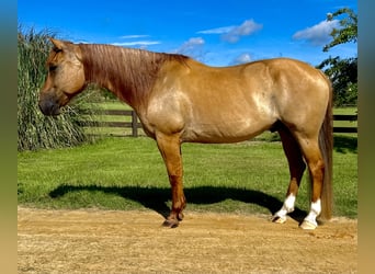 American Quarter Horse, Ruin, 6 Jaar, 155 cm, Red Dun