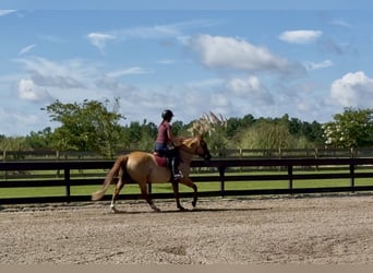 American Quarter Horse, Ruin, 6 Jaar, 155 cm, Red Dun