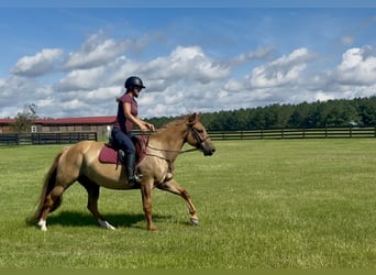 American Quarter Horse, Ruin, 6 Jaar, 155 cm, Red Dun