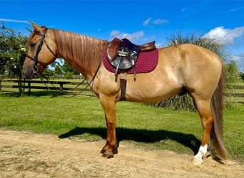 American Quarter Horse, Ruin, 6 Jaar, 155 cm, Red Dun