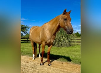 American Quarter Horse, Ruin, 6 Jaar, 155 cm, Red Dun