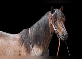 American Quarter Horse, Ruin, 6 Jaar, 155 cm, Roan-Bay