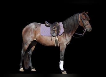 American Quarter Horse, Ruin, 6 Jaar, 155 cm, Roan-Bay