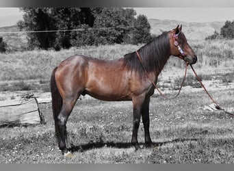 American Quarter Horse, Ruin, 6 Jaar, 155 cm, Roan-Bay