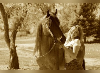 American Quarter Horse, Ruin, 6 Jaar, 155 cm, Roan-Bay
