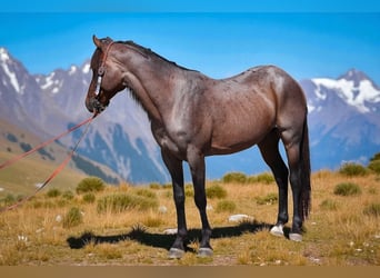 American Quarter Horse, Ruin, 6 Jaar, 155 cm, Roan-Bay