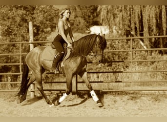 American Quarter Horse, Ruin, 6 Jaar, 155 cm, Roan-Bay