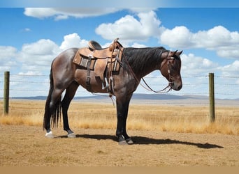 American Quarter Horse, Ruin, 6 Jaar, 155 cm, Roan-Bay