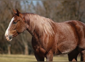 American Quarter Horse, Ruin, 6 Jaar, 155 cm, Roan-Red