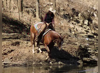 American Quarter Horse, Ruin, 6 Jaar, 155 cm, Roan-Red