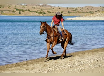American Quarter Horse, Ruin, 6 Jaar, 155 cm, Roan-Red