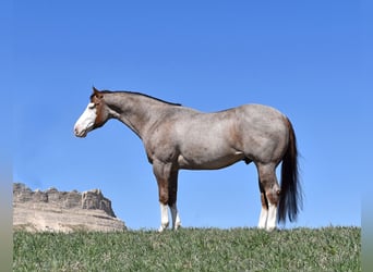 American Quarter Horse, Ruin, 6 Jaar, 155 cm, Roan-Red