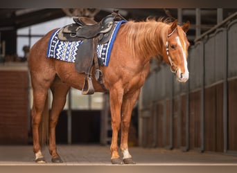 American Quarter Horse, Ruin, 6 Jaar, 155 cm, Roan-Red