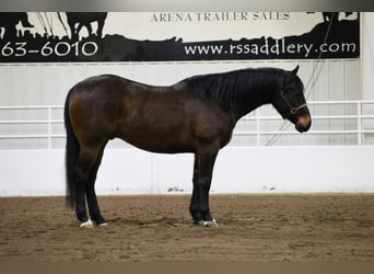 American Quarter Horse, Ruin, 6 Jaar, 155 cm, Roodbruin