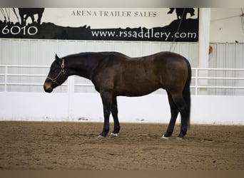 American Quarter Horse, Ruin, 6 Jaar, 155 cm, Roodbruin