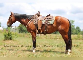 American Quarter Horse, Ruin, 6 Jaar, 155 cm, Roodbruin