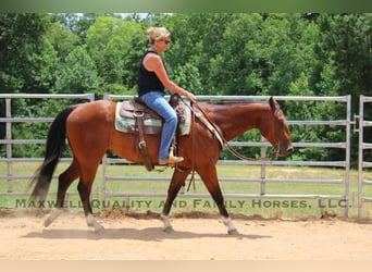 American Quarter Horse, Ruin, 6 Jaar, 155 cm, Roodbruin