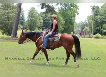 American Quarter Horse, Ruin, 6 Jaar, 155 cm, Roodbruin