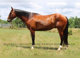 American Quarter Horse, Ruin, 6 Jaar, 155 cm, Roodbruin