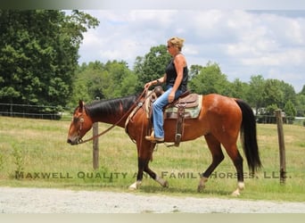 American Quarter Horse, Ruin, 6 Jaar, 155 cm, Roodbruin