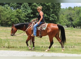 American Quarter Horse, Ruin, 6 Jaar, 155 cm, Roodbruin