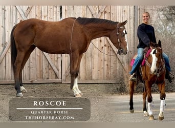 American Quarter Horse Mix, Ruin, 6 Jaar, 155 cm, Roodbruin