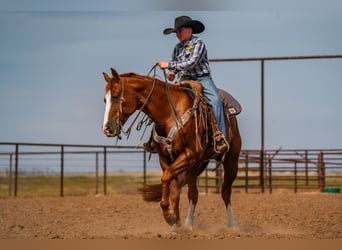 American Quarter Horse, Ruin, 6 Jaar, 155 cm, Roodvos