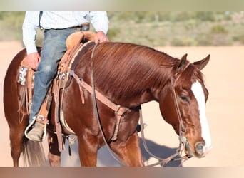 American Quarter Horse, Ruin, 6 Jaar, 155 cm, Roodvos
