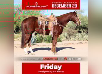 American Quarter Horse, Ruin, 6 Jaar, 155 cm, Roodvos