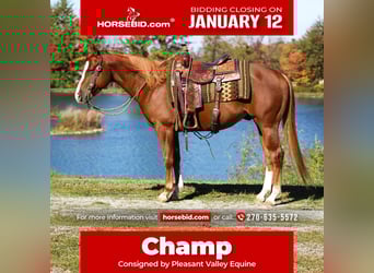 American Quarter Horse, Ruin, 6 Jaar, 155 cm, Roodvos