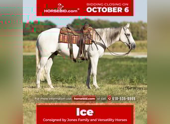 American Quarter Horse, Ruin, 6 Jaar, 155 cm, Schimmel