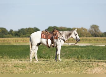 American Quarter Horse, Ruin, 6 Jaar, 155 cm, Schimmel