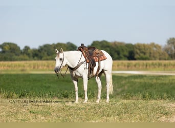 American Quarter Horse, Ruin, 6 Jaar, 155 cm, Schimmel