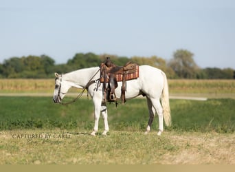 American Quarter Horse, Ruin, 6 Jaar, 155 cm, Schimmel