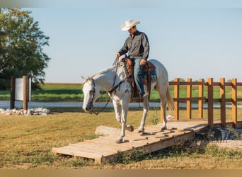 American Quarter Horse, Ruin, 6 Jaar, 155 cm, Schimmel